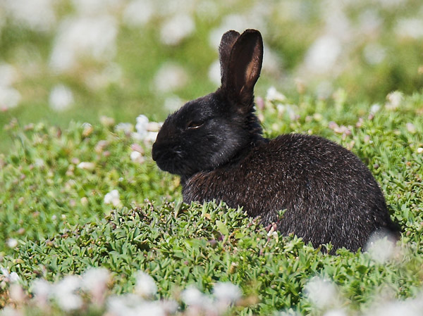 ' A Rare Sight' - Nature & Animals