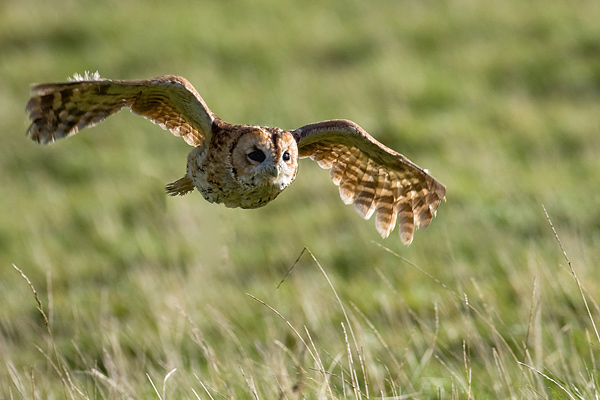 Tawny Owl - Birds  -  Captive
