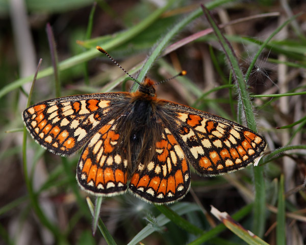 Marsh Fritillary - Close up
