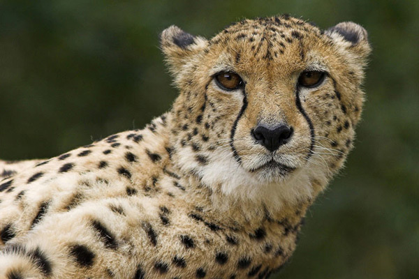 Cheetah - Nature & Animals