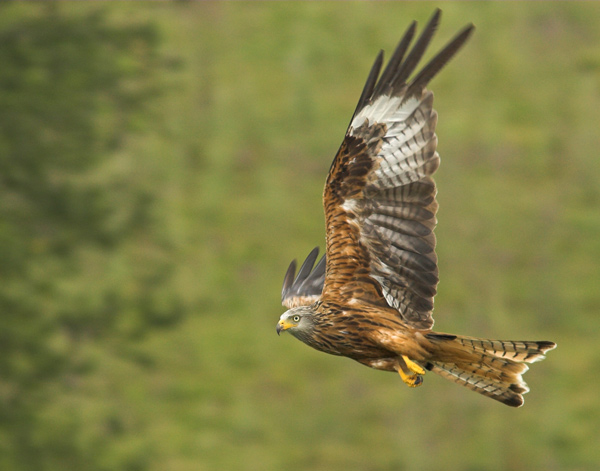 Red Kite - Birds - Wild