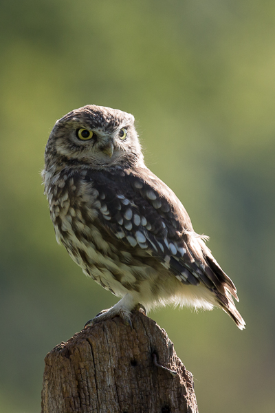 Little Owl - Birds - Wild