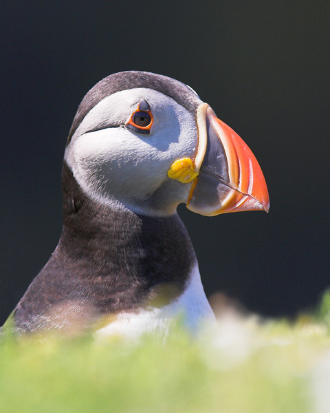 Puffin Portrait - Birds - Wild