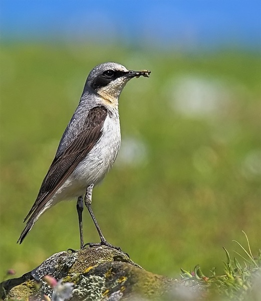 Wheatear - Birds - Wild