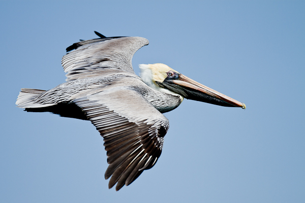 Brown Pelican - Florida 2011