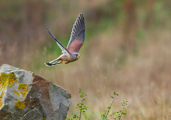 Common Kestrel - Birds  -  Captive