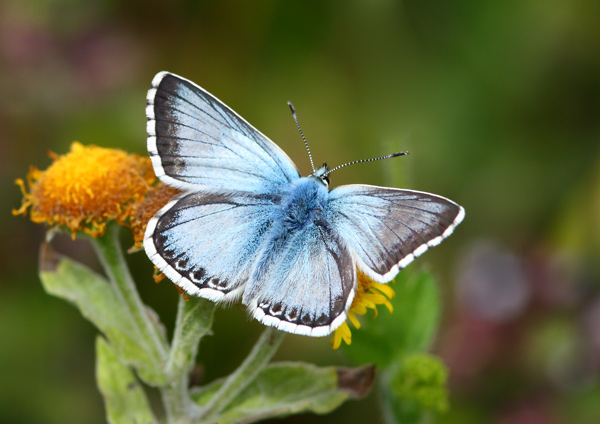 Chalkhill Blue - Close up