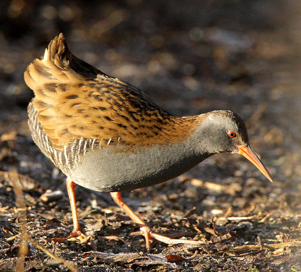 Water Rail - Birds - Wild