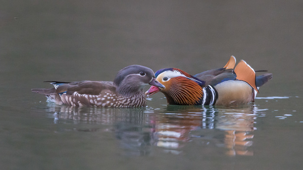 Mandarin Ducks - Birds - Wild