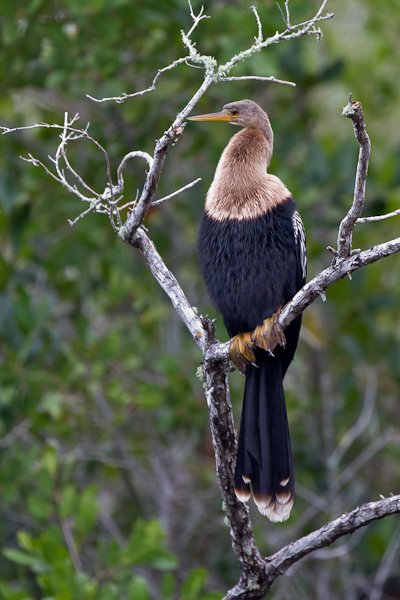 Anhinga - Florida 2011