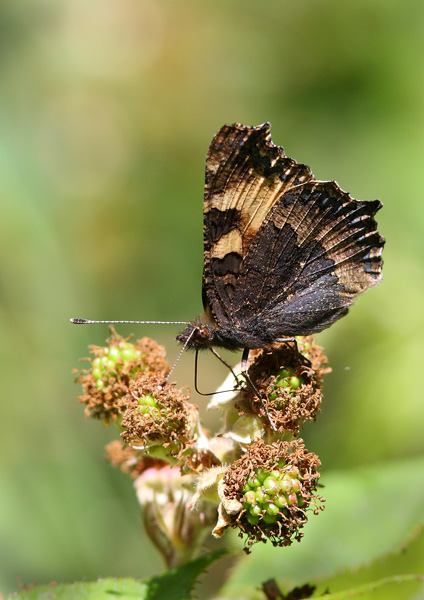 Small Tortoiseshell - Close up