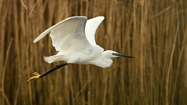 Little Egret - Birds - Wild