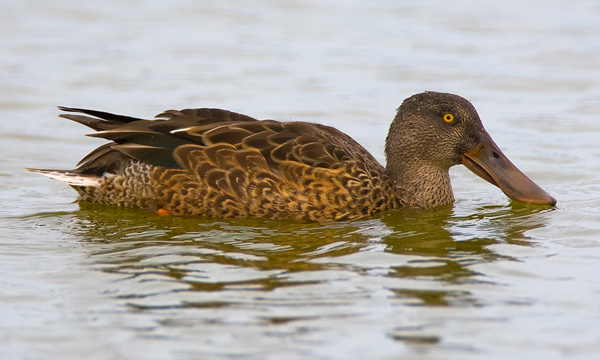 Female Shoveler - Birds - Wild