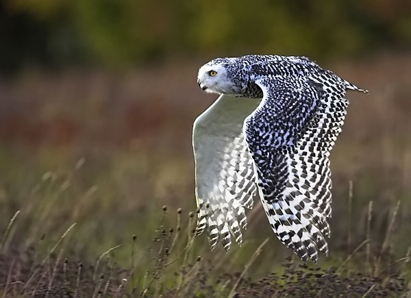 Snowy Owl - Birds  -  Captive