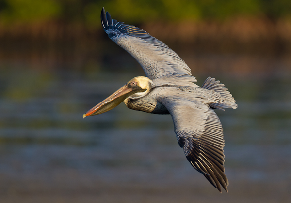 Brown Pelican - Florida 2011