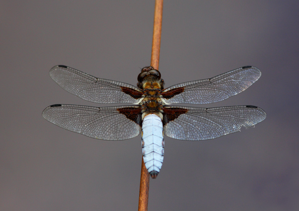 Broad Bodied Chaser - Close up