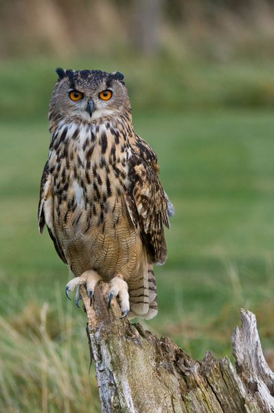 Eagle Owl - Birds  -  Captive