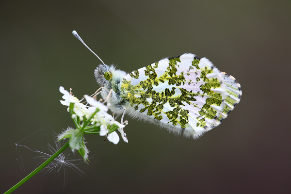 Orange Tip - Close up