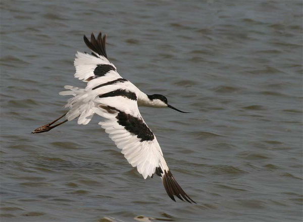 Avocet - Birds - Wild