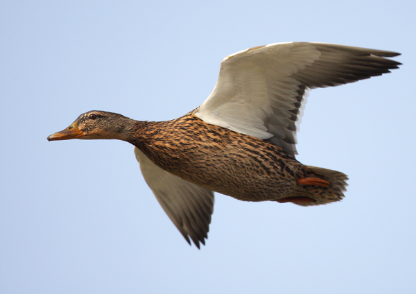 Female Mallard - Birds - Wild