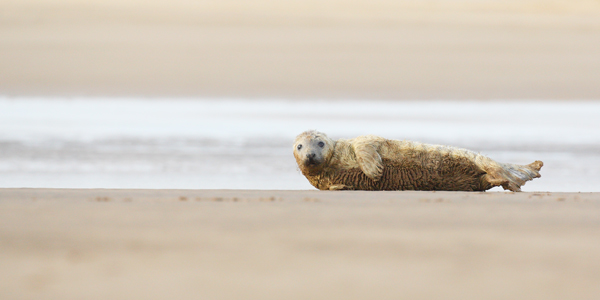 Grey Seal Pup - Nature & Animals