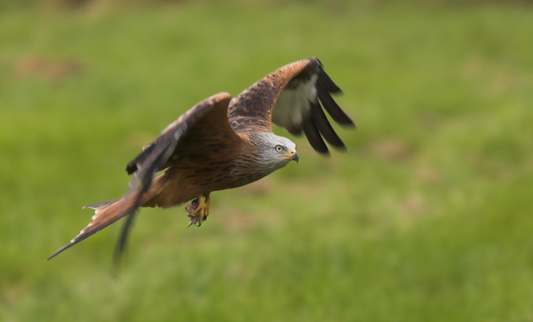 Red Kite - Birds - Wild