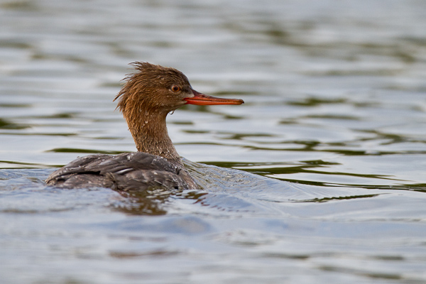 Merganser - Florida 2011