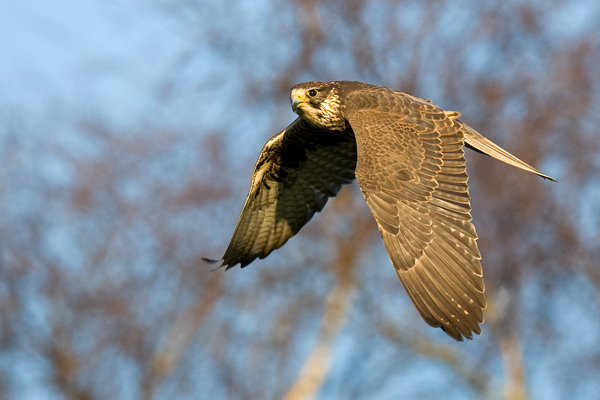 Lanner  Falcon - Birds  -  Captive