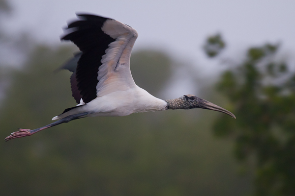 Wood Stork - Florida 2011