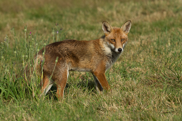 Fox - Nature & Animals