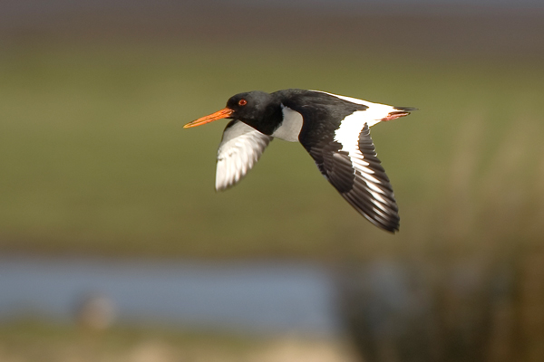 Oystercatcher in Flight - Birds - Wild