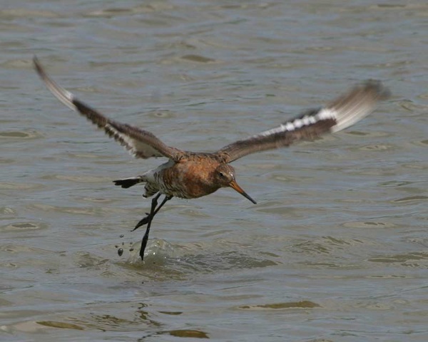 Godwit - Birds - Wild