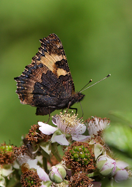 Small Tortoiseshell - Close up