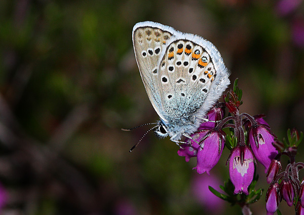 Silver-Studded Blue - Close up