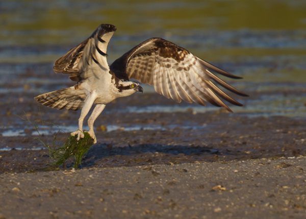 Osprey - Florida 2011