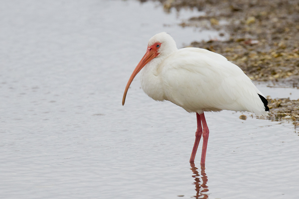 White Ibis - Florida 2011