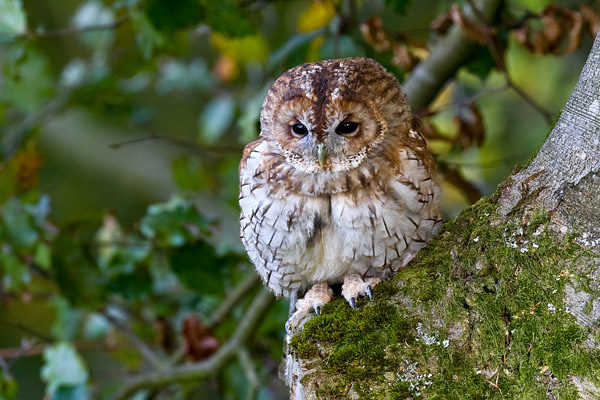 Tawny Owl - Birds  -  Captive