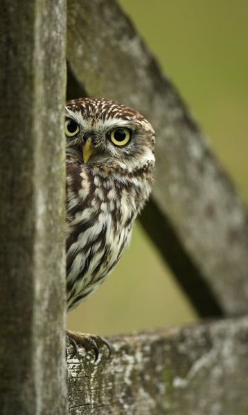 Little Owl - Birds  -  Captive
