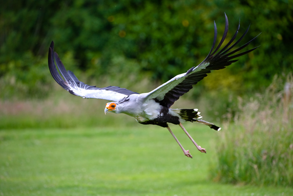 Secretary Bird - Birds  -  Captive