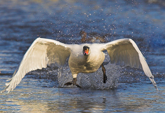 Mute Swan Takeoff - Birds - Wild