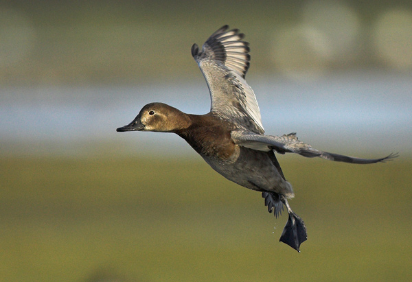 Flying Pochard 2 - Birds - Wild