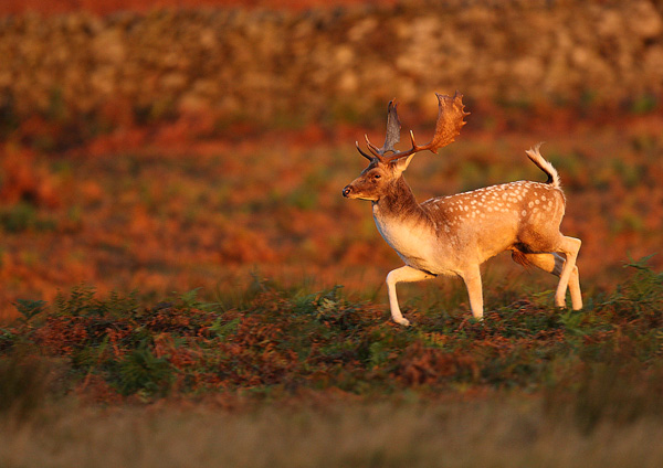 Fallow Deer - Nature & Animals