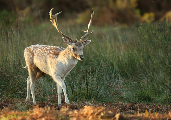 Fallow Deer - Nature & Animals