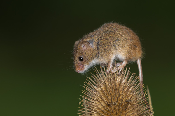 Harvest Mouse - Nature & Animals