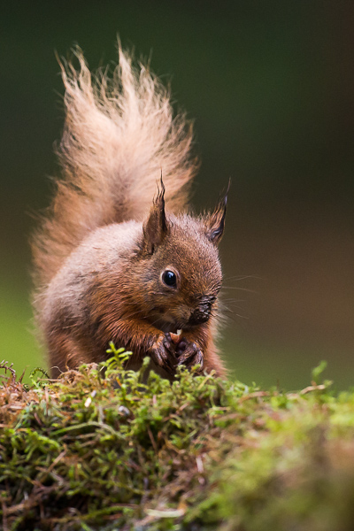 Red Squirrel - Nature & Animals