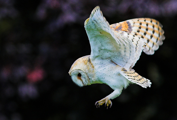Barn Owl - Birds  -  Captive