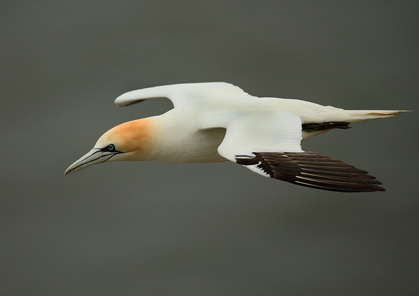 Gannet - Birds - Wild