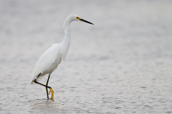 Snowy Egret - Florida 2011