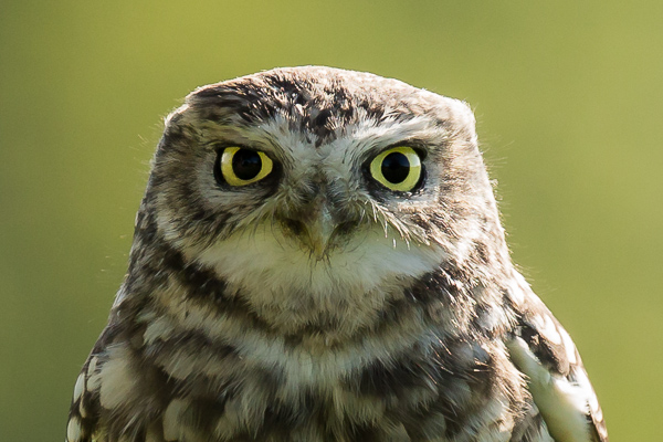 Little Owl - Birds - Wild