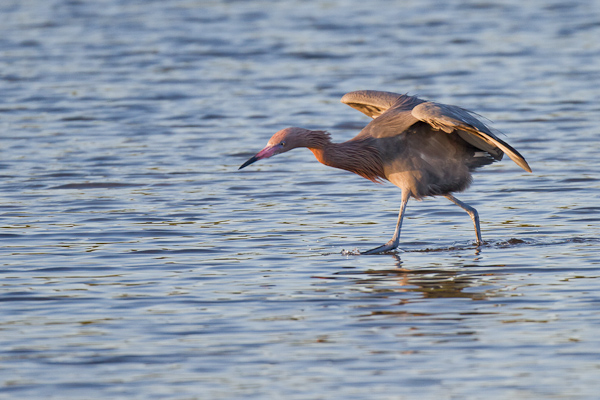 Reddish Egret - Florida 2011